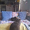 cats, two_cats, gray_cat, black_cat, pets, animal, couch, sofa, blanket, pillows, living_room, kitchen, home, indoor, cozy, furniture, stuffed_toy, relaxing, sitting, domestic_animals