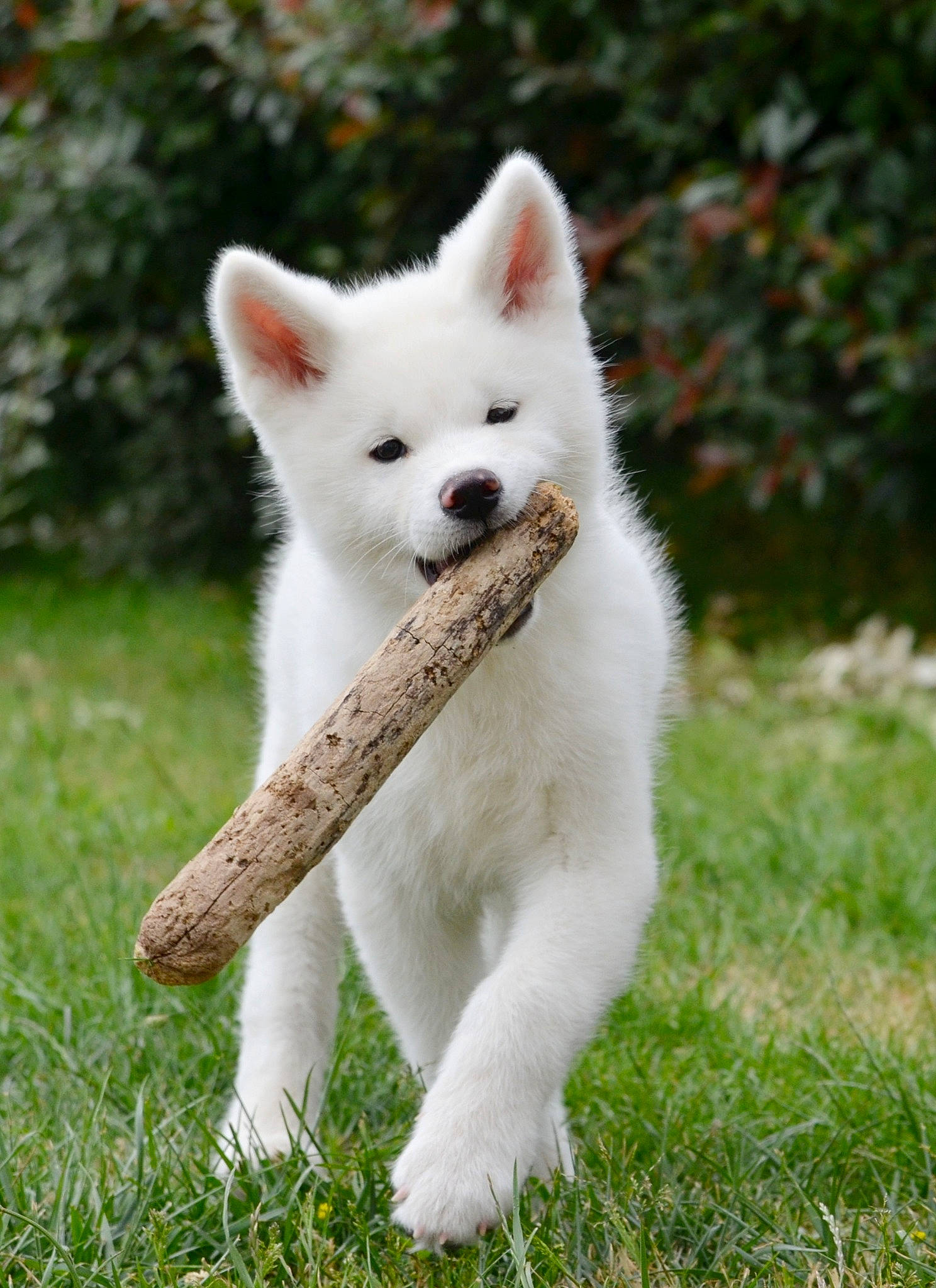 Ryujin a rejoint le concours — aidez-le/la à gagner de superbes lots ! biting, canidae, carnivore, companion_dog, dog_breed, fawn, fur, grass, grassland, mammal, non_sporting_group, plant, snout, tail, terrestrial_animal, tree, whiskers, wildlife