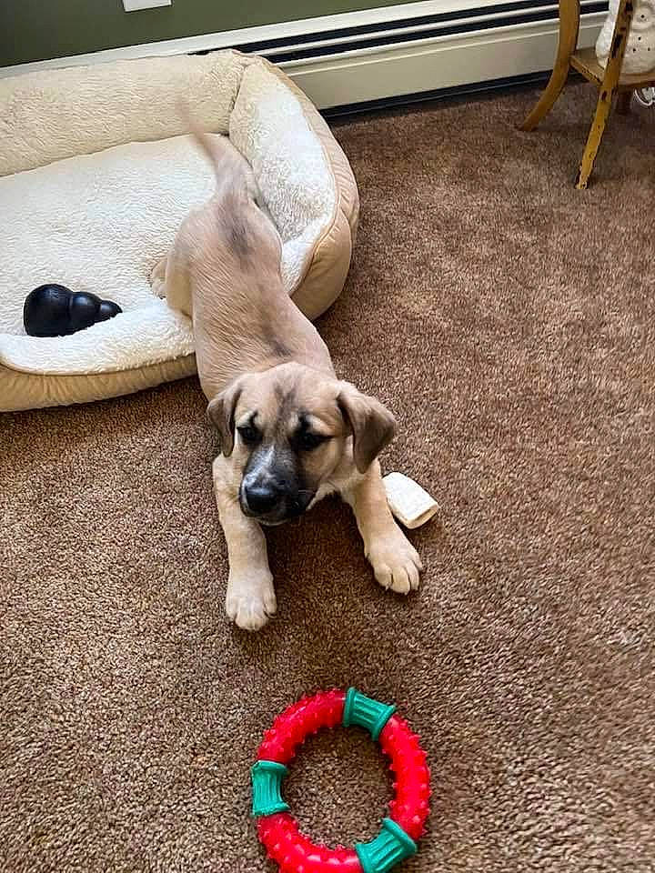 Ripley joined the competition — help win amazing prizes! canidae, carmine, carnivore, comfort, companion_dog, dog, dog_breed, dog_supply, fawn, flooring, hardwood, jewellery, paw, pet_supply, snout, soil, sporting_group, tail, wood, working_animal