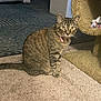 Okaga joined the competition — help win amazing prizes! cat, tabby, pet, indoor, carpet, cat_tree, collar, curious, feline, animal, floor, bottle, container, rug, pattern, home, domestic, fur, whiskers, ears