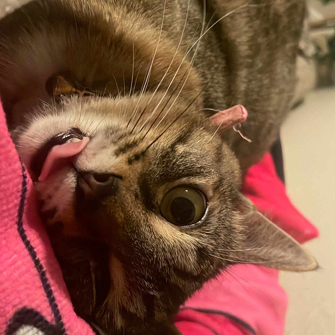 Okaga joined the competition — help win amazing prizes! animal, blanket, cat, close_up, cute, ear, eye, fabric, feline, fur, indoor, lying_down, nose, pet, playful, soft, striped, tabby_cat, tongue_out, whiskers