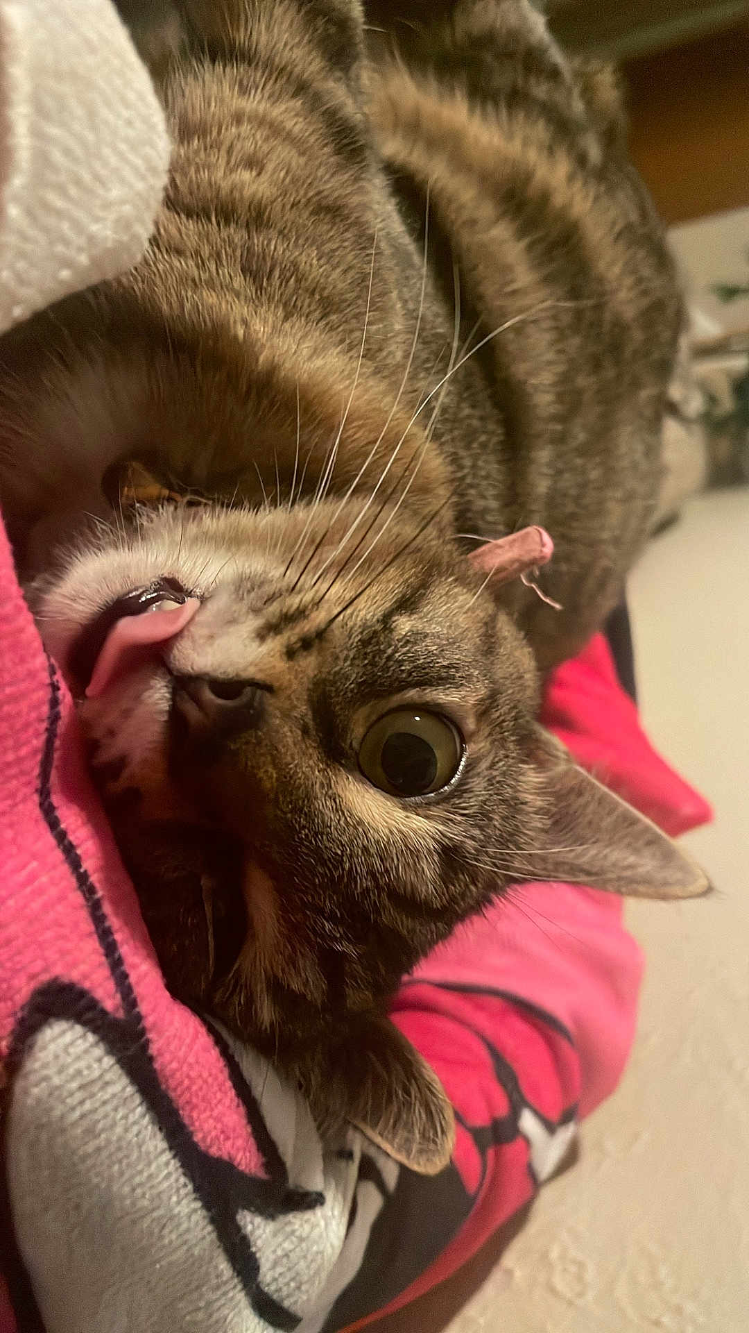 Okaga joined the competition — help win amazing prizes! cat, tabby_cat, tongue_out, close_up, whiskers, animal, pet, feline, cute, playful, lying_down, blanket, fabric, indoor, eye, fur, striped, nose, ear, soft