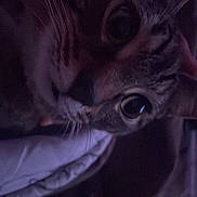 Okaga is registered to the contest to win money with this photo: cat, close_up, whiskers, eyes, dark, shadow, pet, feline, curious, indoor, animal, face, ears, fur, portrait, low_light, mystery, soft, cute, domestic
