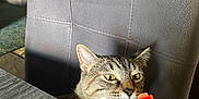 Okaga joined the competition — help win amazing prizes! cat, tabby, chair, popsicle, hand, table, indoor, furniture, curious, pet, domestic_animal, wood, cushion, living_room, food, colorful, summer, closeup, animal, person_hand