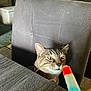 cat, tabby, chair, popsicle, hand, table, indoor, furniture, curious, pet, domestic_animal, wood, cushion, living_room, food, colorful, summer, closeup, animal, person_hand