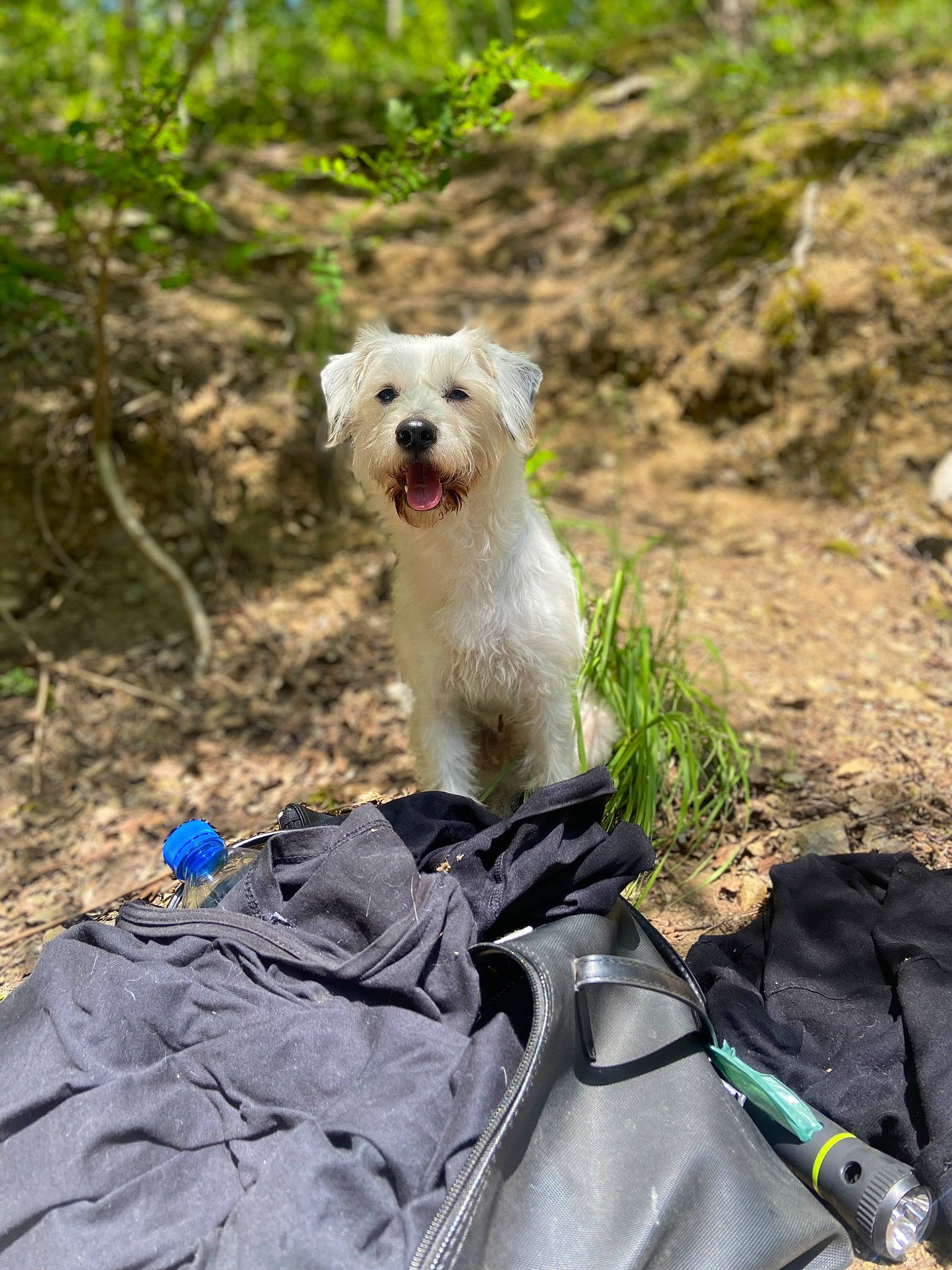 Bingo participe au concours pour gagner de l'argent avec cette photo : bag, canidae, carnivore, collar, companion_dog, dog, dog_breed, dog_collar, dog_supply, fawn, ferret, grass, leash, luggage_and_bags, pet_supply, plant, recreation, sporting_group, tail, working_animal