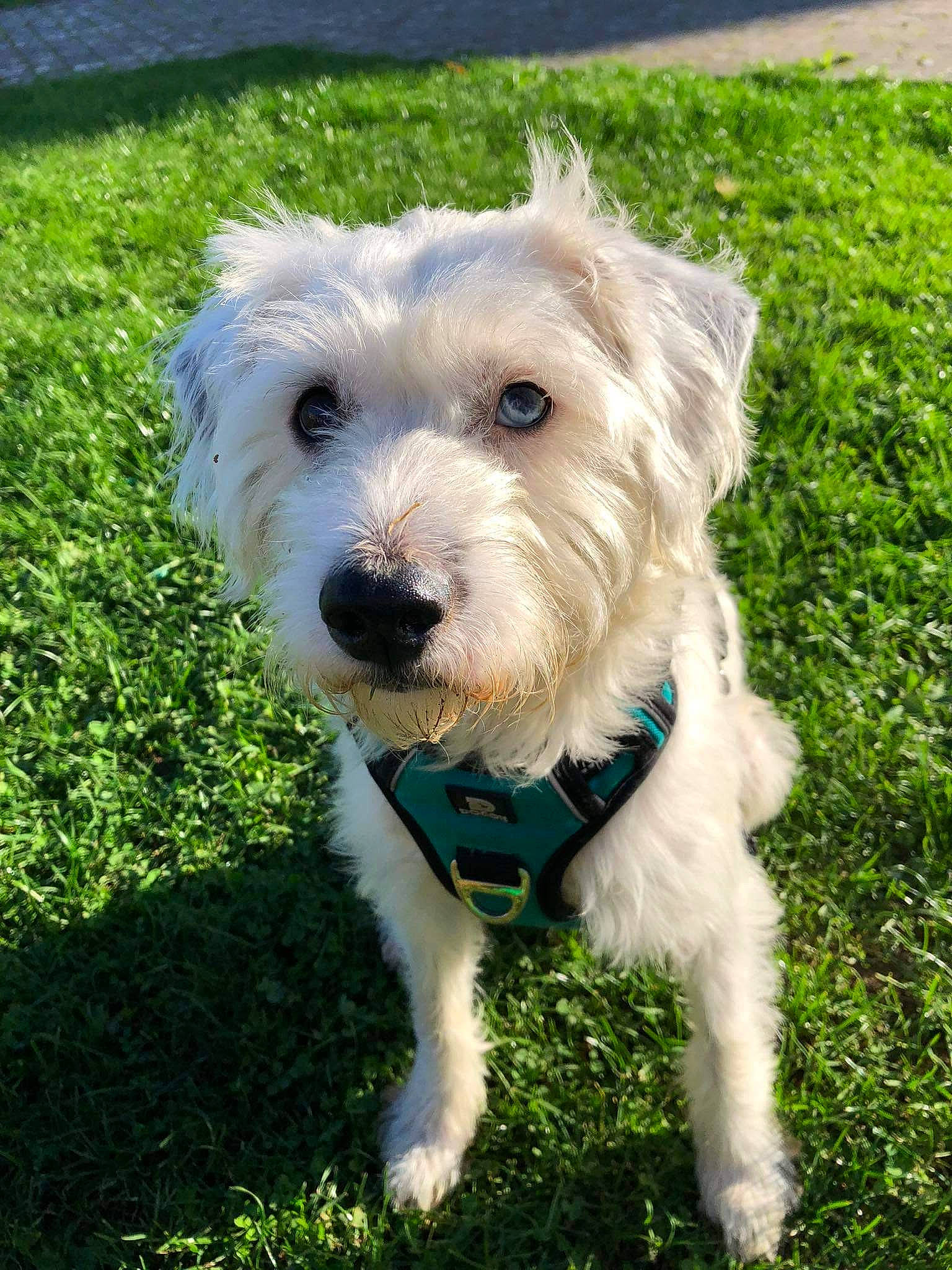 Bingo participe au concours pour gagner de l'argent avec cette photo : canidae, carnivore, cockapoo, collar, companion_dog, dog, dog_breed, dog_collar, grass, labradoodle, maltepoo, plant, small_terrier, snout, sporting_group, tail, terrier, toy_dog, water_dog, working_animal