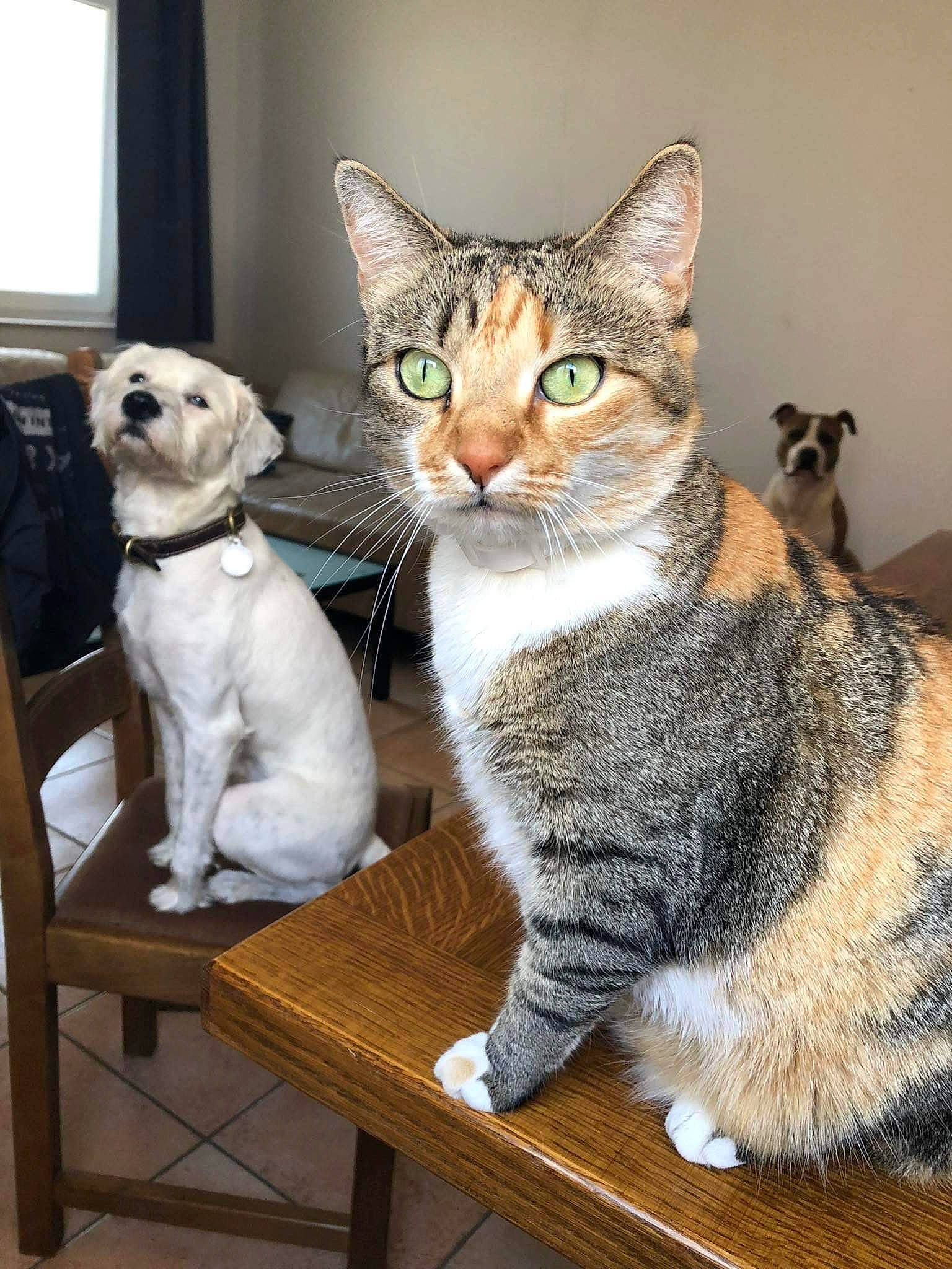 Bingo participe au concours pour gagner de l'argent avec cette photo : carnivore, cat, chair, collar, comfort, companion_dog, desk, dog, domestic_short_haired_cat, felidae, fur, outdoor_furniture, paw, sitting, small_to_medium_sized_cats, snout, table, tail, whiskers, wood