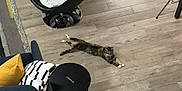 Ash joined the competition — help win amazing prizes! black_table, cat, chair, couch, cushion, domestic_animal, flooring, furniture, home, indoor, interior, living_room, patterned_pillow, pet, pillow, relaxed, stretching, tabby_cat, wooden_floor, yellow_pillow