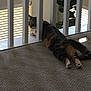 animal, carpet, cat, curiosity, curious, domestic, feline, floor, home, indoor, lounging, pet, plant, railing, relaxed, resting, striped, vertical_bars, white, window_blinds
