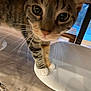 animal, black_stripes, brown, cat, chair, close, close_up, curious, domestic_cat, feline, floor, furniture, household, indoor, looking, pet, tabby, whiskers, white_paws, wood_floor