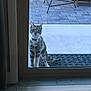 animal, cat, chair, collar, curious, domestic_cat, doorframe, ears, floor, glass_door, looking, outdoor, patio, pet, standing, stone_tiles, sunlight, tabby, tail, whiskers