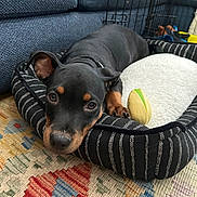 Churro is registered to the contest to win money with this photo: animal, black_dog, canine, closeup, couch, cozy, dog, domestic_animal, floor, fur, indoor, pet_bed, puppy, resting, rug, striped, tan_markings, toy, wire_crate, young_dog