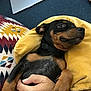 Churro is registered to the contest to win money with this photo: animal, black_and_brown, carpet, collar, comfort, cozy, cushion, cute, dog, hand, home, indoor, laptop, lying_down, patterned_fabric, pet, puppy, relaxed, small_dog, yellow_pillow