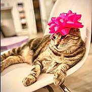 Oak joined the competition — help win amazing prizes! accessory, animal, cat, chair, closeup, cute, domestic_animal, feline, funny, fur, household, indoor, mammal, pet, pink_bow, portrait, relaxed, resting, tabby_cat, whiskers