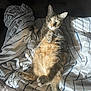 Oak joined the competition — help win amazing prizes! animal, bed, blanket, cat, comfortable, cozy, cute, feline, fur, indoor, lying_down, paw, pet, relaxed, resting, striped, sunlight, tabby, tail, whiskers