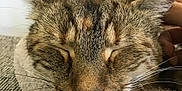 Oak is registered to the contest to win money with this photo: animal, blanket, cat, close_up, comfort, cozy, cute, ears, face, feline, fur, hand, indoor, pet, relaxed, resting, sleeping, tabby, texture, whiskers