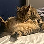 Oak is registered to the contest to win money with this photo: animal, bed, cat, cute, feline, fur, grooming, home, indoor, leg, mammal, paw, pet, relaxed, resting, shadow, sleepy, striped_blanket, tabby, whiskers