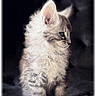 Bounty a rejoint le concours — aidez-le/la à gagner de superbes lots ! kitten, cat, fluffy, fur, portrait, animal, pet, cute, young, small, feline, whiskers, ears, sitting, profile, soft_light, indoor, closeup, dark_background, curly_fur
