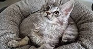 Bounty a rejoint le concours — aidez-le/la à gagner de superbes lots ! animal, cat, cozy, curious, cute, domestic, ears, feline, furry, gray, home, indoor, kitten, looking_up, pet_bed, relaxed, resting, soft, whiskers, young
