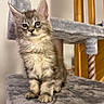Bounty a rejoint le concours — aidez-le/la à gagner de superbes lots ! animal, cat, cat_tree, curious, cute, domestic, ears, feline, fluffy, fur, gray, indoor, kitten, mammal, paws, pet, soft, tabby, whiskers, young