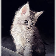 Bounty participe au concours pour gagner de l'argent avec cette photo : kitten, cat, fluffy, fur, pet, animal, cute, portrait, indoor, sitting, curious, young, feline, whiskers, ears, soft_light, dark_background, closeup, adorable, calm