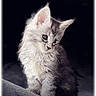 kitten, cat, fluffy, fur, pet, animal, cute, portrait, indoor, sitting, curious, young, feline, whiskers, ears, soft_light, dark_background, closeup, adorable, calm