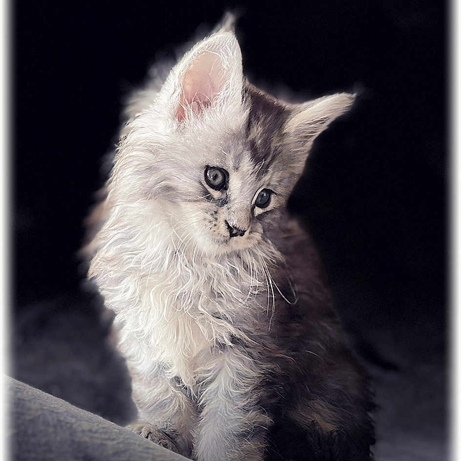 Bounty participe au concours pour gagner de l'argent avec cette photo : kitten, cat, fluffy, fur, pet, animal, cute, portrait, indoor, sitting, curious, young, feline, whiskers, ears, soft_light, dark_background, closeup, adorable, calm