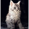 cat, kitten, fluffy, curly_fur, pet, animal, portrait, sitting, indoor, feline, cute, young, curious, soft_light, dark_background, whiskers, ears, face, furry, closeup
