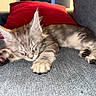 Bounty a rejoint le concours — aidez-le/la à gagner de superbes lots ! animal, cat, closeup, couch, cozy, cute, feline, fur, gray, indoor, kitten, paw, pet, pillow, red, relaxing, resting, sleeping, soft, young