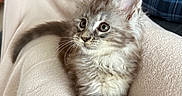 Bounty participe au concours pour gagner de l'argent avec cette photo : kitten, cat, fluffy, soft, blanket, plaid, cushion, indoor, pet, fur, whiskers, curious, relaxed, animal, young, cozy, home, closeup, comfort, resting