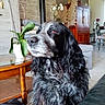 dog, black_dog, wavy_fur, pet, indoor, living_room, furniture, wooden_table, plant, potted_plant, couch, decor, cozy, floor_tiles, window, chair, cabinet, home, portrait, calm
