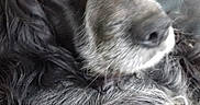 Gypsy participe au concours pour gagner de l'argent avec cette photo : animal, black, brown_eyes, canine, chair, closeup, curious, dog, domestic_animal, fluffy, fur, gray, indoor, long_fur, mammal, pet, portrait, relaxed, resting, sideways_gaze