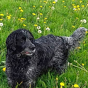 Gypsy participe au concours pour gagner de l'argent avec cette photo : dog, curly_hair, black_dog, gray_dog, grass, dandelion, yellow_flower, wildflower, field, outdoor, nature, pet, canine, fur, animal, greenery, plant, tail, alert, side_view