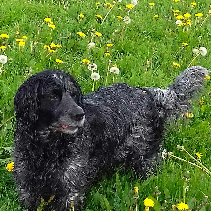 Gypsy