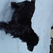 Gypsy a rejoint le concours — aidez-le/la à gagner de superbes lots ! animal, animal_outdoor, black_dog, canine, cold, curious, daylight, dog, fur, mammal, nature, outdoor, pet, playful, snow, snowy_ground, walking, wet_fur, winter, winter_climate