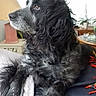Gypsy participe au concours pour gagner de l'argent avec cette photo : dog, black_dog, long_hair, pet, indoor, couch, furniture, lamp, plant, table, side_view, relaxed, home, domestic_animal, fur, paw, resting, looking_away, cozy, companion