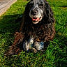 dog, grass, toy, outdoor, sunlight, lawn, pet, animal, happy, playful, black_dog, garden, fur, smiling, relaxed, daylight, nature, summer, backyard, chair