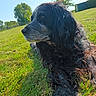 Gypsy a rejoint le concours — aidez-le/la à gagner de superbes lots ! dog, black_dog, outdoor, grass, sunny, sky, tree, animal, pet, nature, relaxing, daylight, fur, muzzle, side_view, canine, leisure, portrait, field, summer