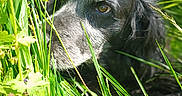 Gypsy participe au concours pour gagner de l'argent avec cette photo : dog, black_dog, grass, greenery, nature, outdoor, animal, pet, close_up, fur, eye, snout, leaf, plant, summer, daylight, canine, wildlife, muzzle, portrait