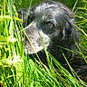 dog, black_dog, grass, greenery, nature, outdoor, animal, pet, close_up, fur, eye, snout, leaf, plant, summer, daylight, canine, wildlife, muzzle, portrait