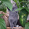 kitten, gray_cat, blue_eyes, green_leaves, houseplants, basket, cute, pet, fur, nature_indoor, curious, small_animal, plant_pot, indoor_garden, wood, closeup, feline, flora, adorable, young_cat