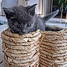 kitten, gray_cat, basket, woven, curious, indoor, floor, pet, feline, young_animal, cute, animal, playful, close_up, domestic_cat, whiskers, ears, tail, fur, home