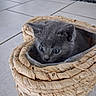 kitten, cat, gray_cat, basket, woven_basket, tile_floor, indoor, pet, cute, small, fur, animal, curious, wide_eyes, young, cozy, home, furniture, floor, background