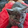 Fidgie participe au concours pour gagner de l'argent avec cette photo : animal, cat, close_up, cozy, crouching, ears, eyes, fur, furniture, gray_cat, home, indoor, kitten, open_mouth, pet, polka_dots, portrait, red_blanket, sitting, whiskers
