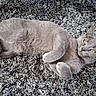 cat, gray_cat, pet, animal, feline, fur, relaxed, lying_down, carpet, shaggy_rug, indoor, whiskers, ears, yellow_eyes, cute, cozy, resting, paws, close_up, domestic_cat