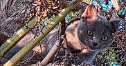 Fidgie a rejoint le concours — aidez-le/la à gagner de superbes lots ! cat, gray_cat, animal, pet, wildlife, outdoor, nature, branches, leaves, sunlight, curious, feline, closeup, green, brown, twigs, forest_floor, eyes, mammal, texture