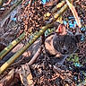 cat, gray_cat, animal, pet, wildlife, outdoor, nature, branches, leaves, sunlight, curious, feline, closeup, green, brown, twigs, forest_floor, eyes, mammal, texture