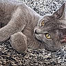 cat, gray_cat, feline, pet, animal, yellow_eyes, fur, paw, relaxed, lying_down, indoor, rug, textured_rug, close_up, whiskers, ears, cute, domestic_cat, resting, sleepy