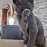 gray_cat, cat, pet, animal, feline, paw, grooming, indoor, home, vase, decor, furniture, texture, wall, closeup, cute, cozy, sitting, fur, ears